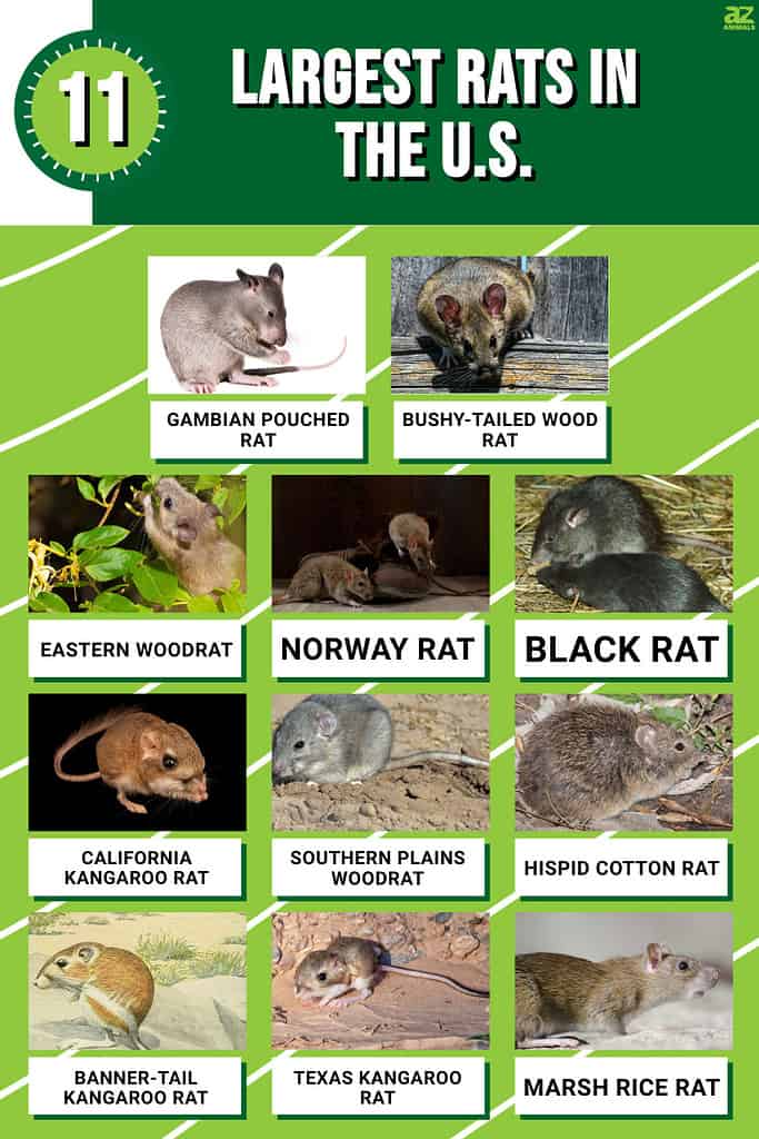 11 Largest Rats in the U.S.