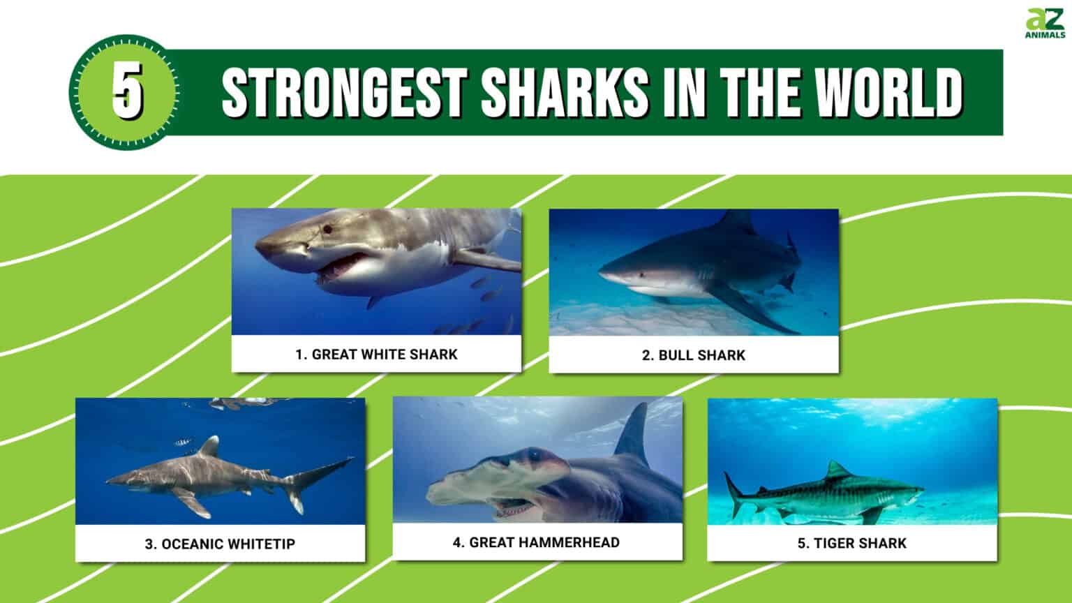 5 Strongest Sharks In The World - A-Z Animals