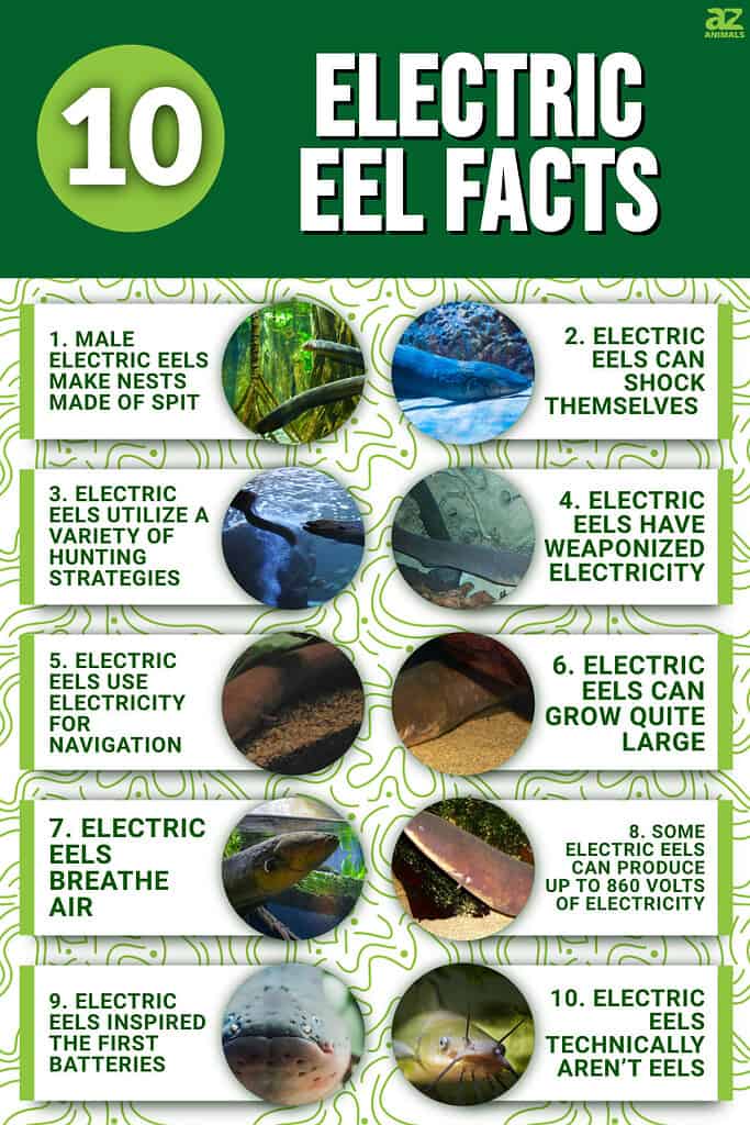 Electric Eel Anatomy