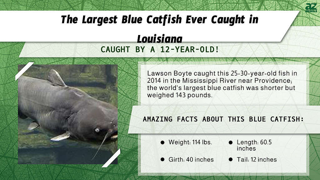 "Largest" infographic for the largest blue catfish every caught in Louisiana.