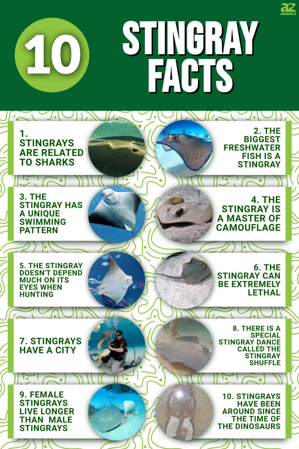 10 Fascinating Facts About Stingrays - A-Z Animals