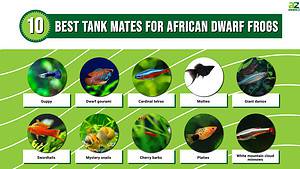 The 10 Best Tank Mates to Pair with African Dwarf Frogs Picture