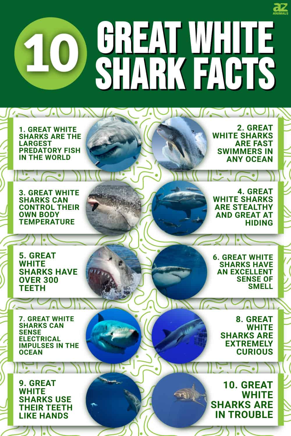 10 Incredible Great White Shark Facts - A-Z Animals