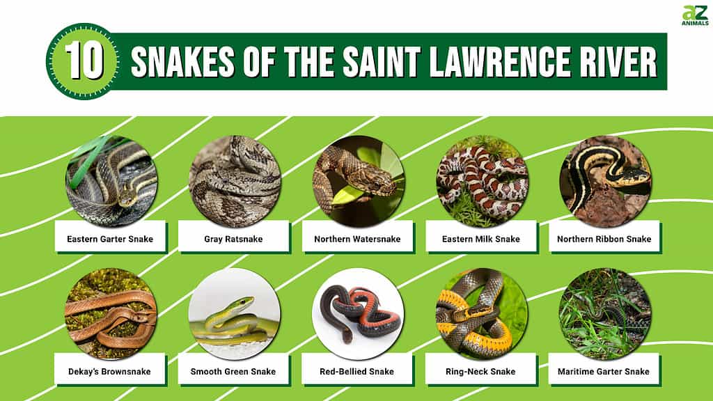 Infographic for the 10 Snakes of the Saint Lawrence River.