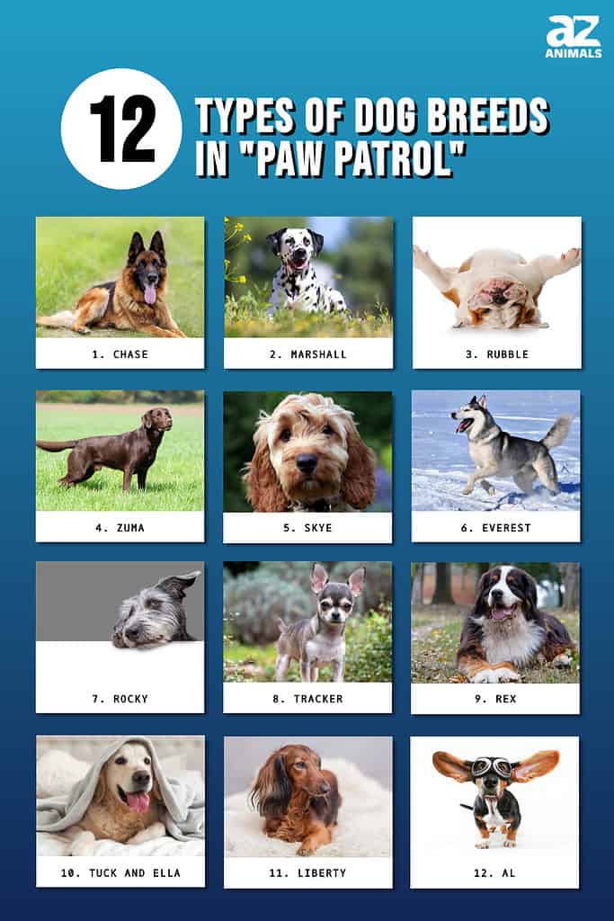 Infographic of 12 Types of Dog Breeds in PAW Patrol