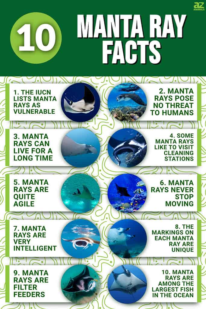 10 Fascinating Manta Ray Facts