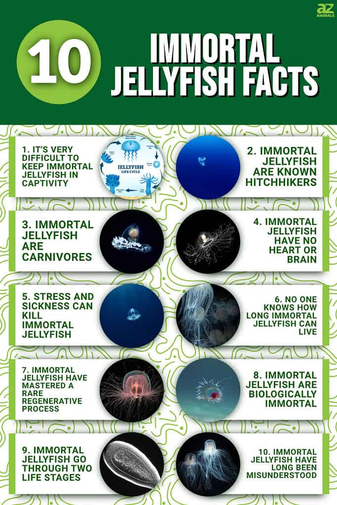 immortal jellyfish facts