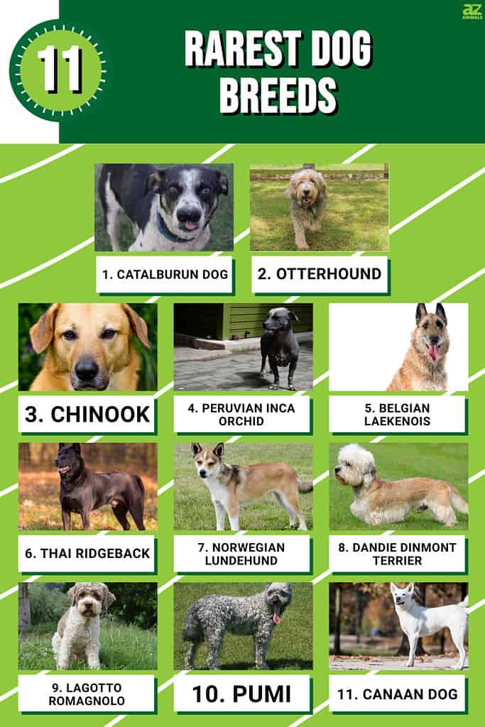 most exotic dog breeds