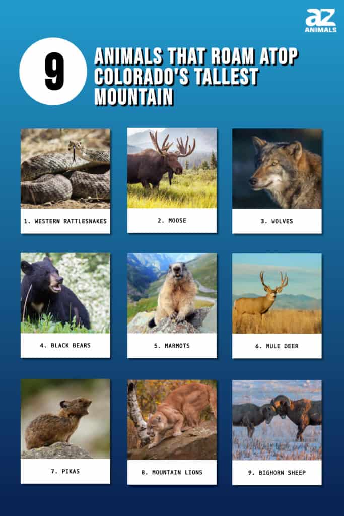 Infographic of 11 Animals That Roam Atop the Tallest Mountain of Colorado