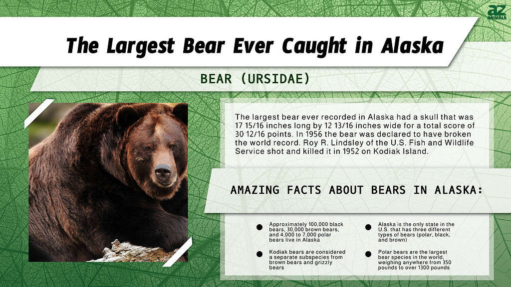 Discover the Largest Bear Ever Caught in Nebraska - AZ Animals