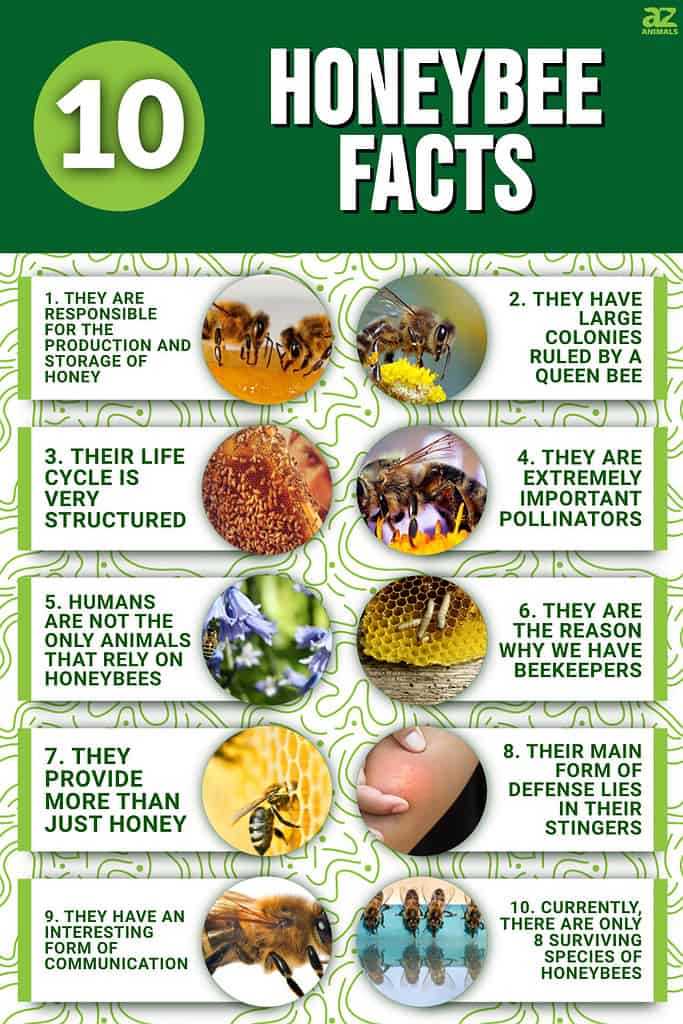 Honey Bee Facts At Willie Harrison Blog