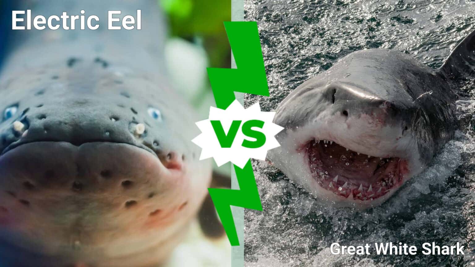 Deep Sea Battles Can the World's Largest Electric Eel Take Down a