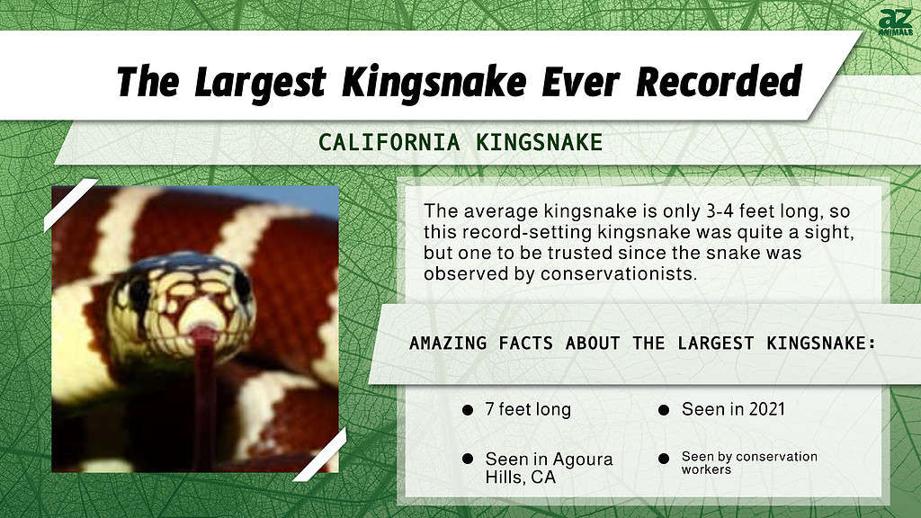 "Largest" infographic for the largest kingsnake Ever Recorded.