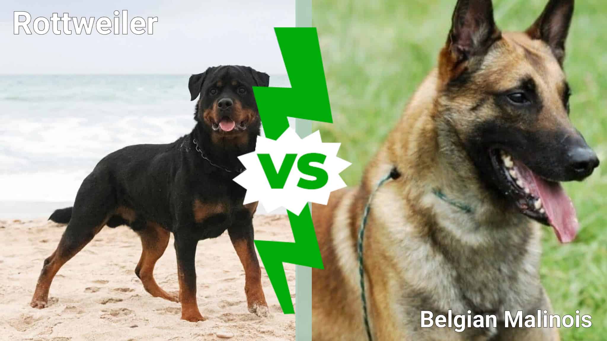 Rottweiler vs. Belgian Malinois: 5 Key Differences - A-Z Animals