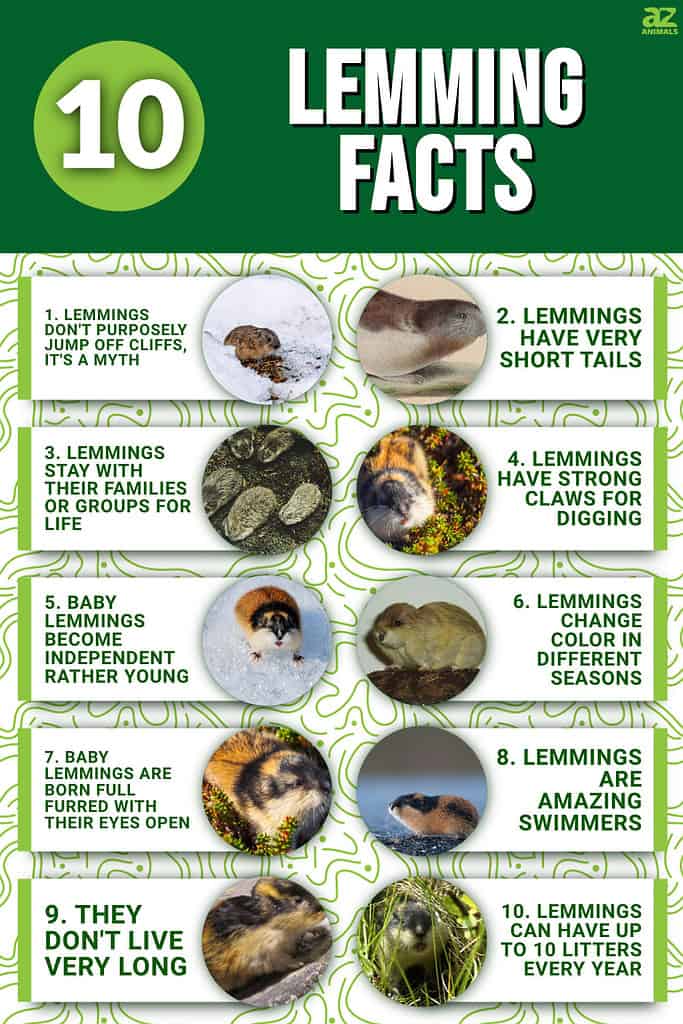 10 Incredible Lemming Facts - A-Z Animals