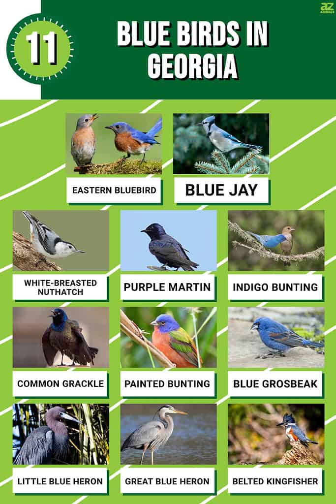 Infograph for 11 Blue Birds in Georgia
