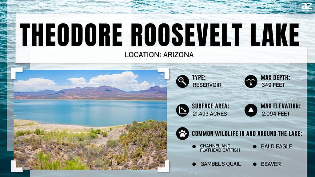 Infographic for Theodore Roosevelt Lake in Arizona.