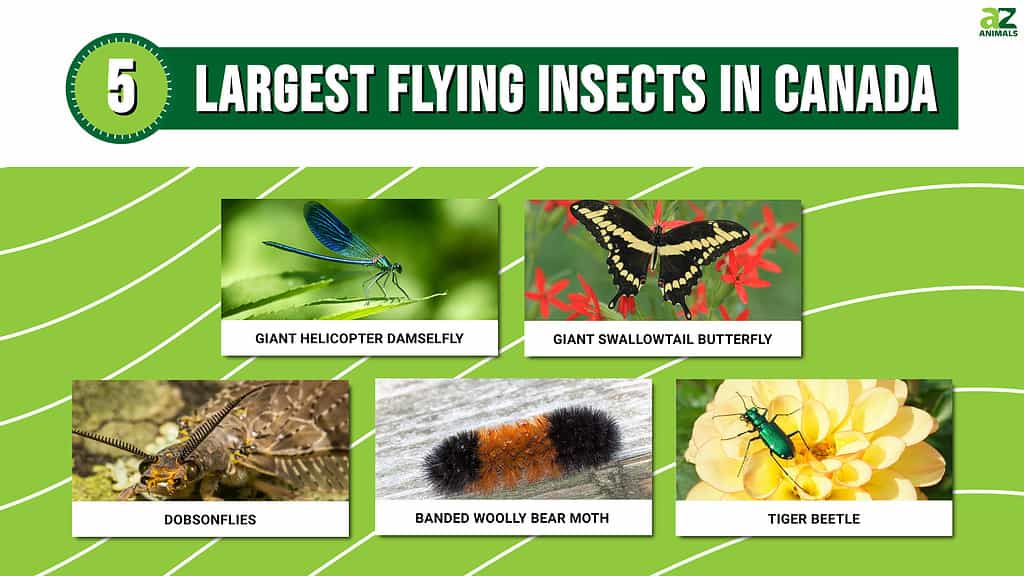 Infographic for the Top 5 Largest Flying Insects in Canada