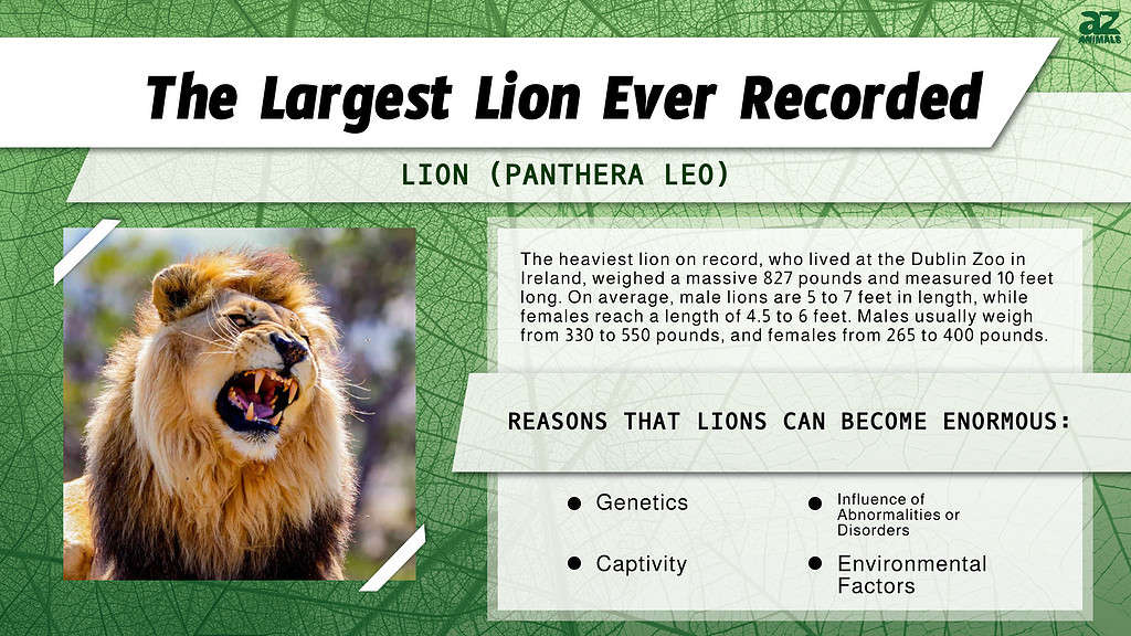 world largest lion ever recorded