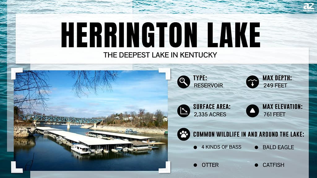 Infographic for Herrington Lake, Kentucky