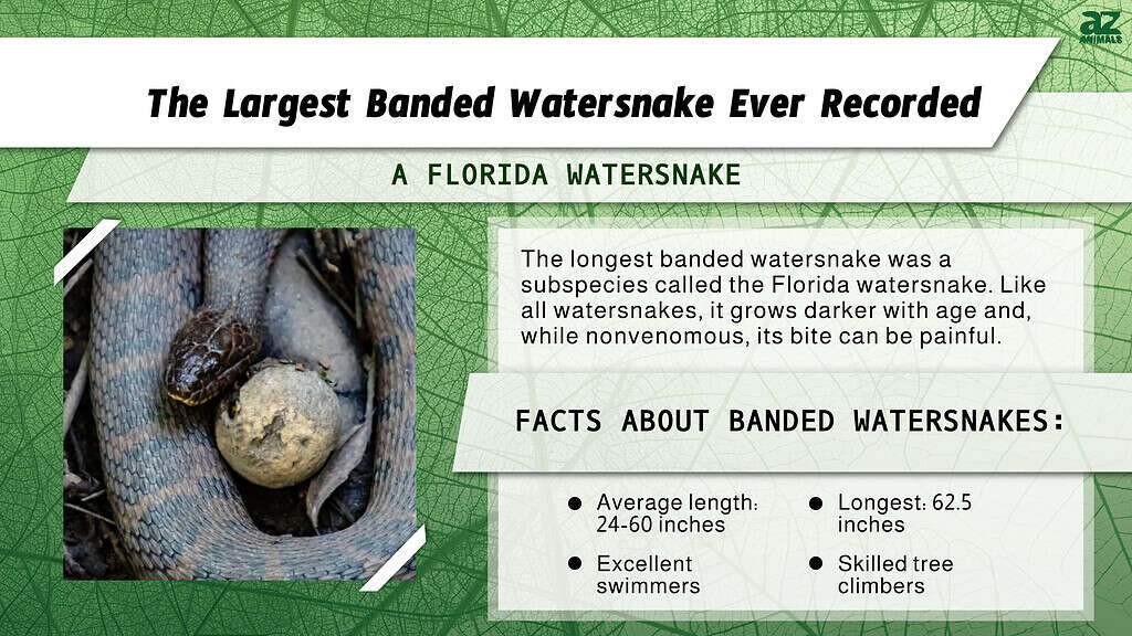 Infographic for the Largest Banded Watersnake Ever Recorded. 