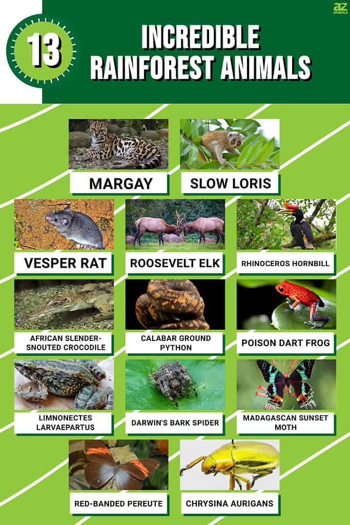 Infographic for 13 Incredible Rainforest Animals