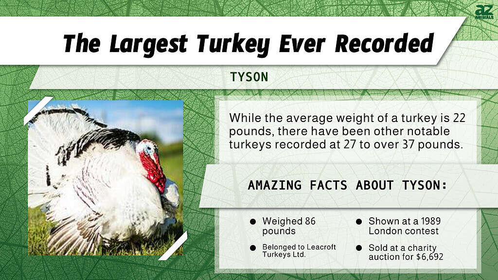 "Largest" Infographic for the biggest turkey ever recorded.