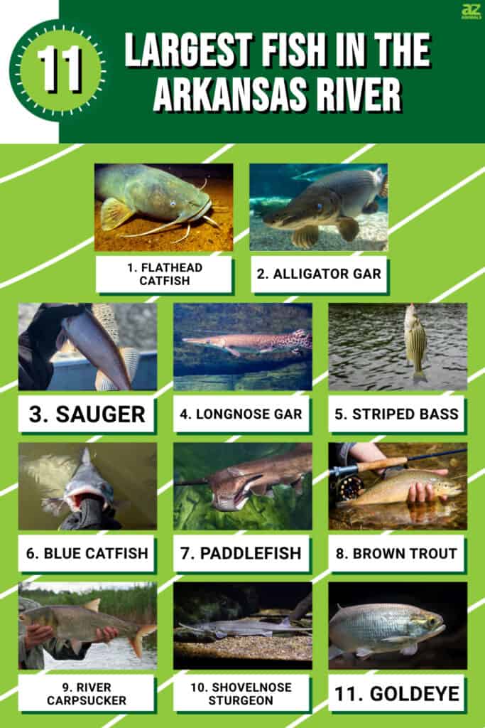 Infographic of 11 Largest Fish in the Arkansas River