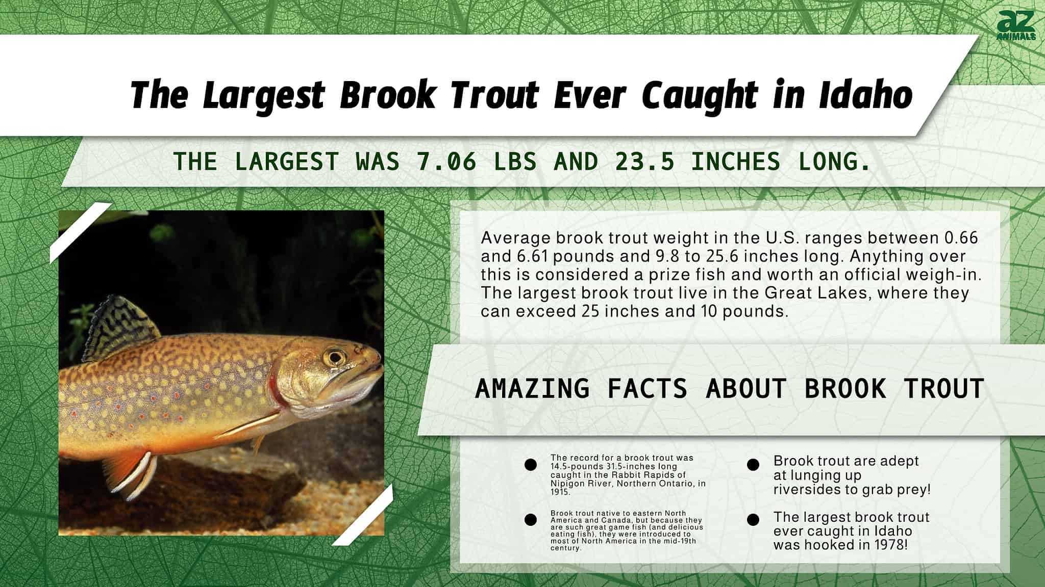 River Monster! The Largest Brook Trout Ever Caught in Idaho - A-Z Animals