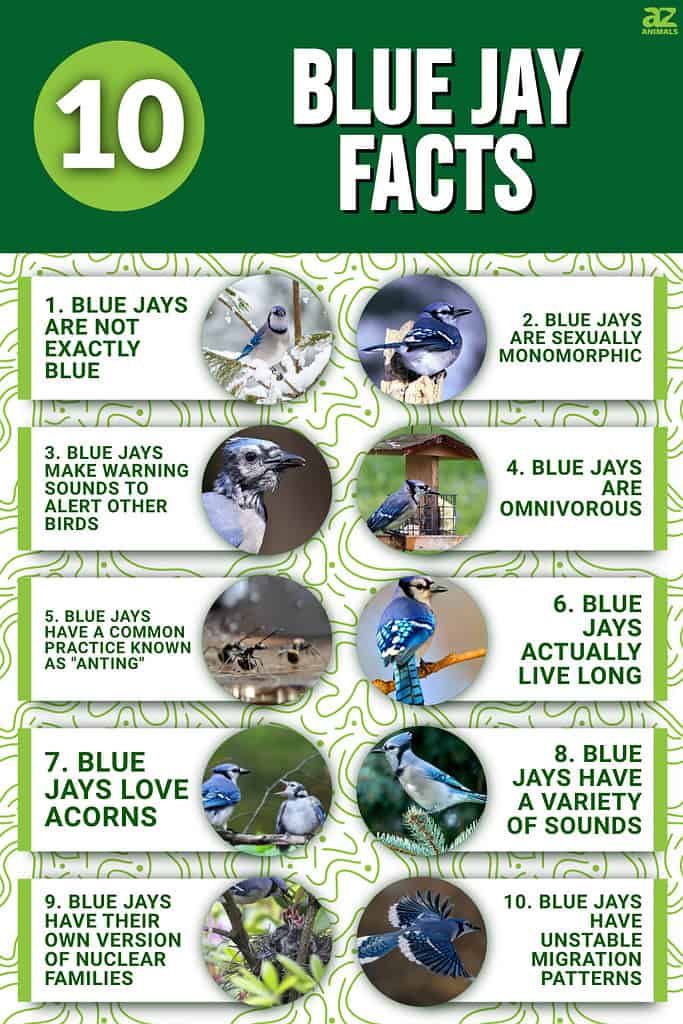 10 Blue Jay Facts