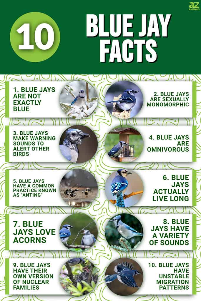 Things you may not know about Blue Jays