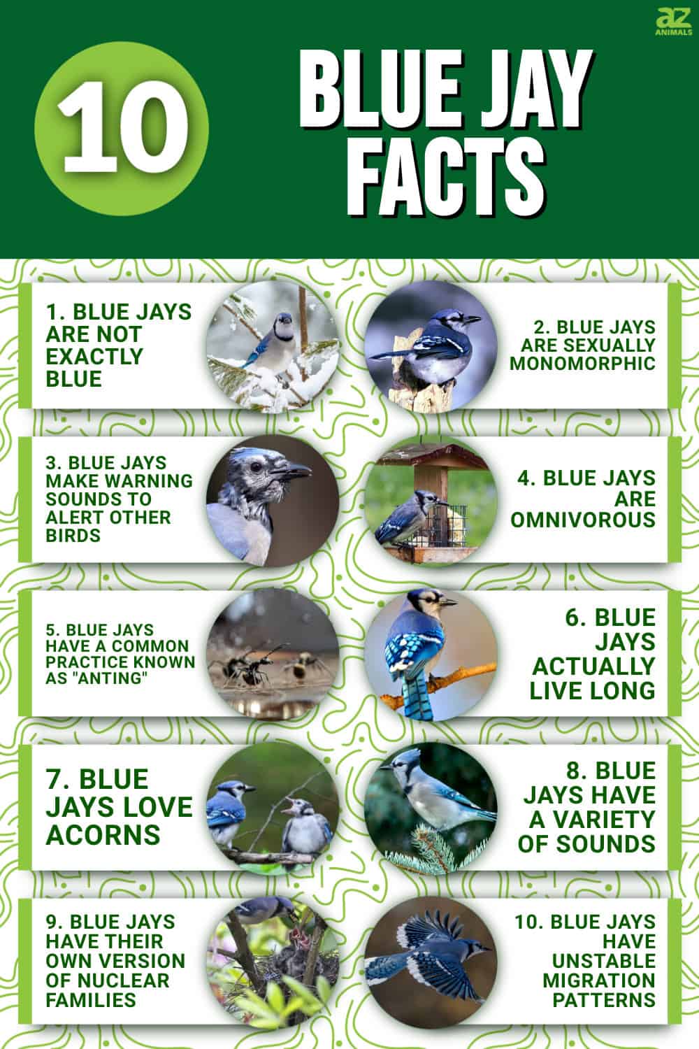 10-incredible-blue-jay-facts-a-z-animals