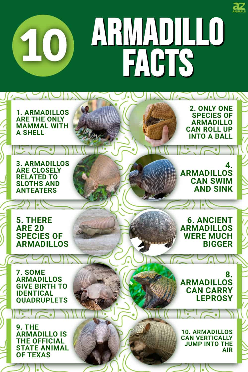 10 Incredible Armadillo Facts - AZ Animals