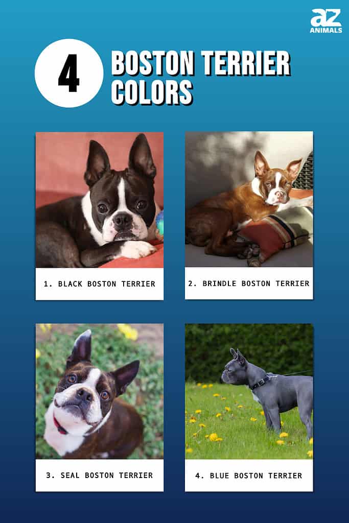 4 Boston Terrier Colors