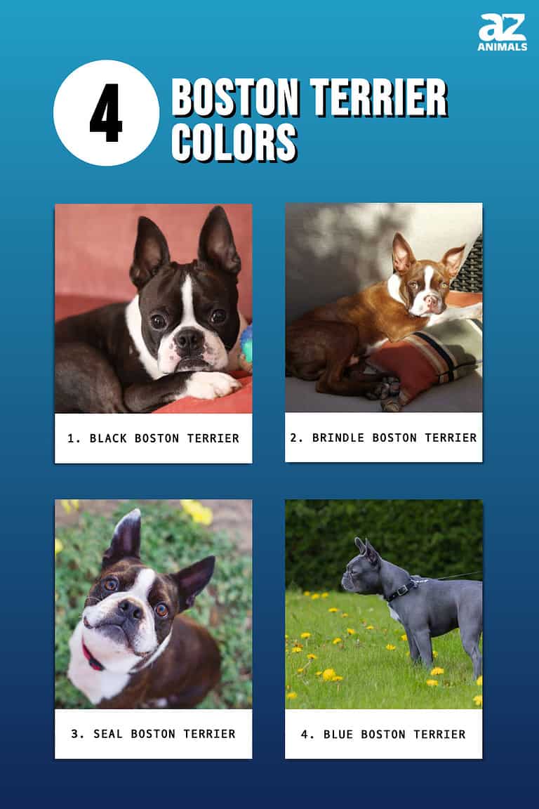 Boston Terrier Colors: Rarest to Most Common - A-Z Animals