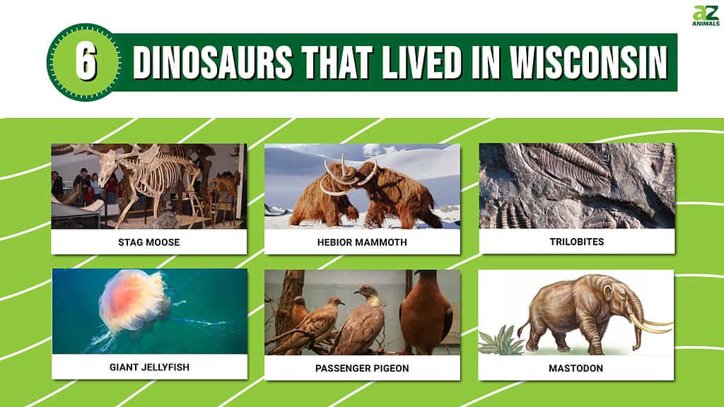 Infographic of 6 Dinosaurs that live in Wisconsin.