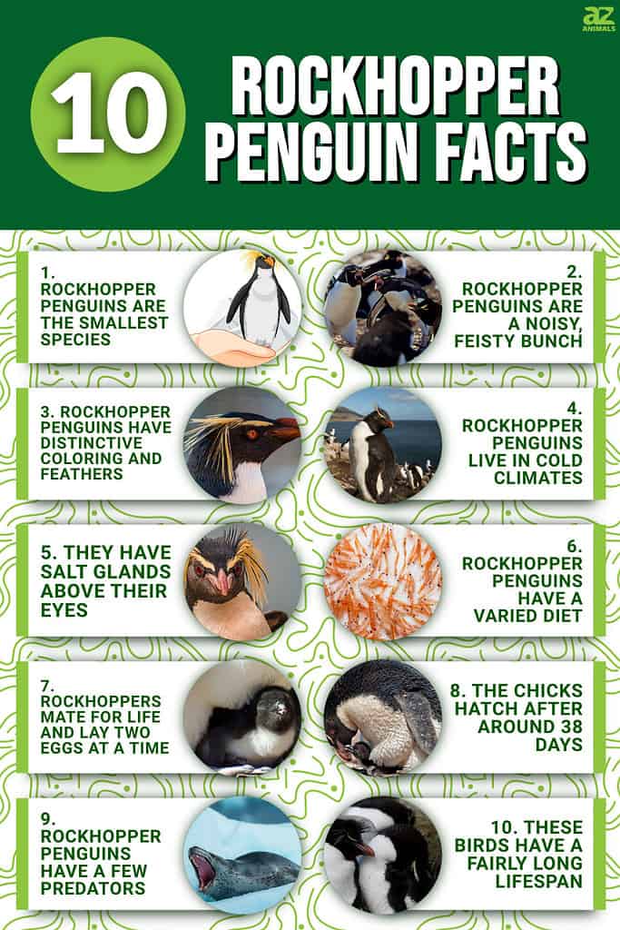 10 Rockhopper Penguin Facts