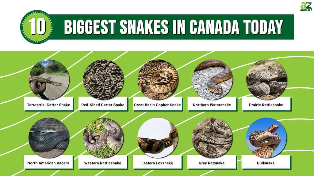 Infographic for the 10 Biggest Snakes in Canada Today.