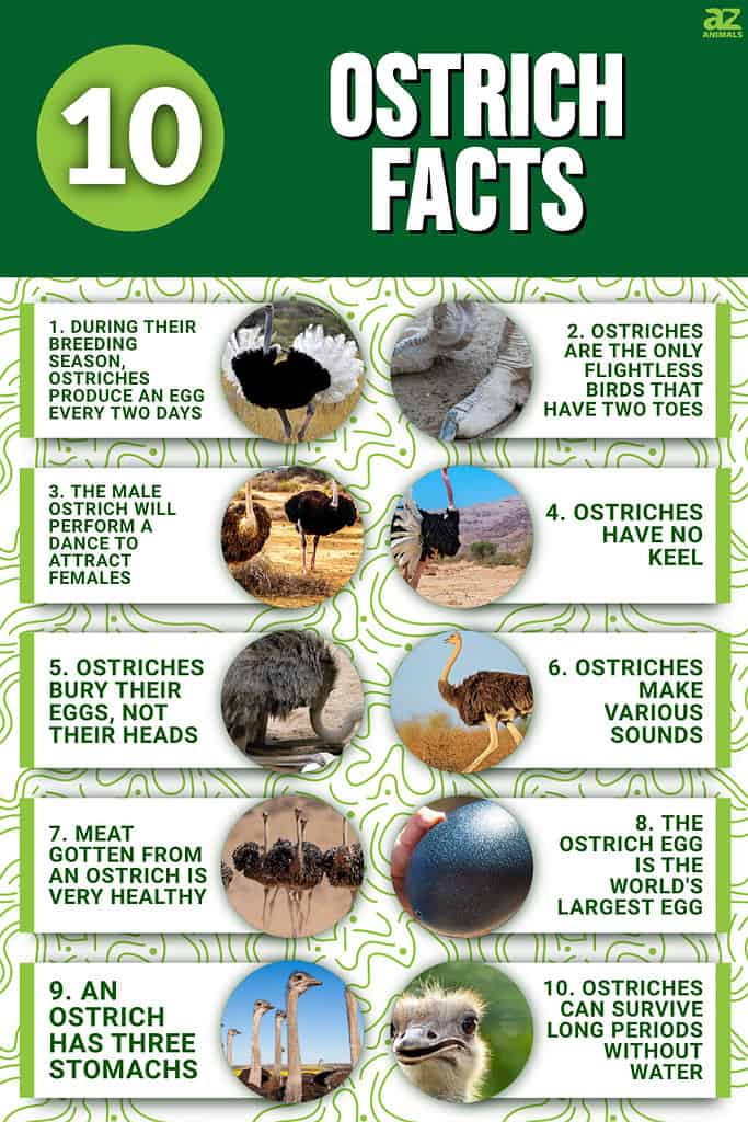 How Fast is an Ostrich? And More Fun Facts  Smithsonian's National Zoo and  Conservation Biology Institute