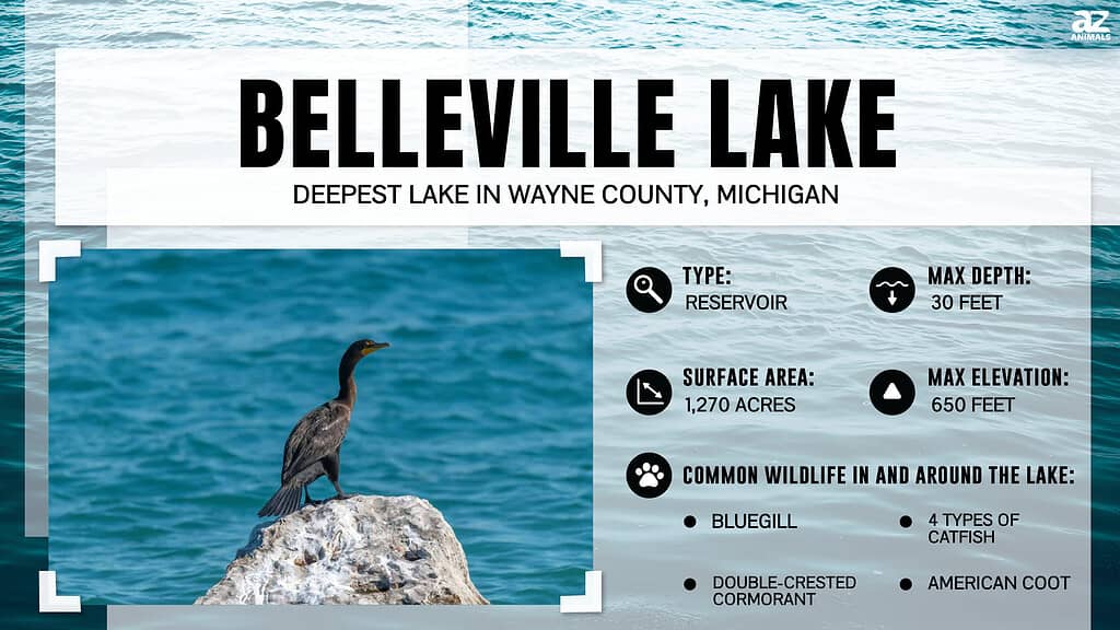 Infographic for Belleville Lake, Wayne County, Michigan