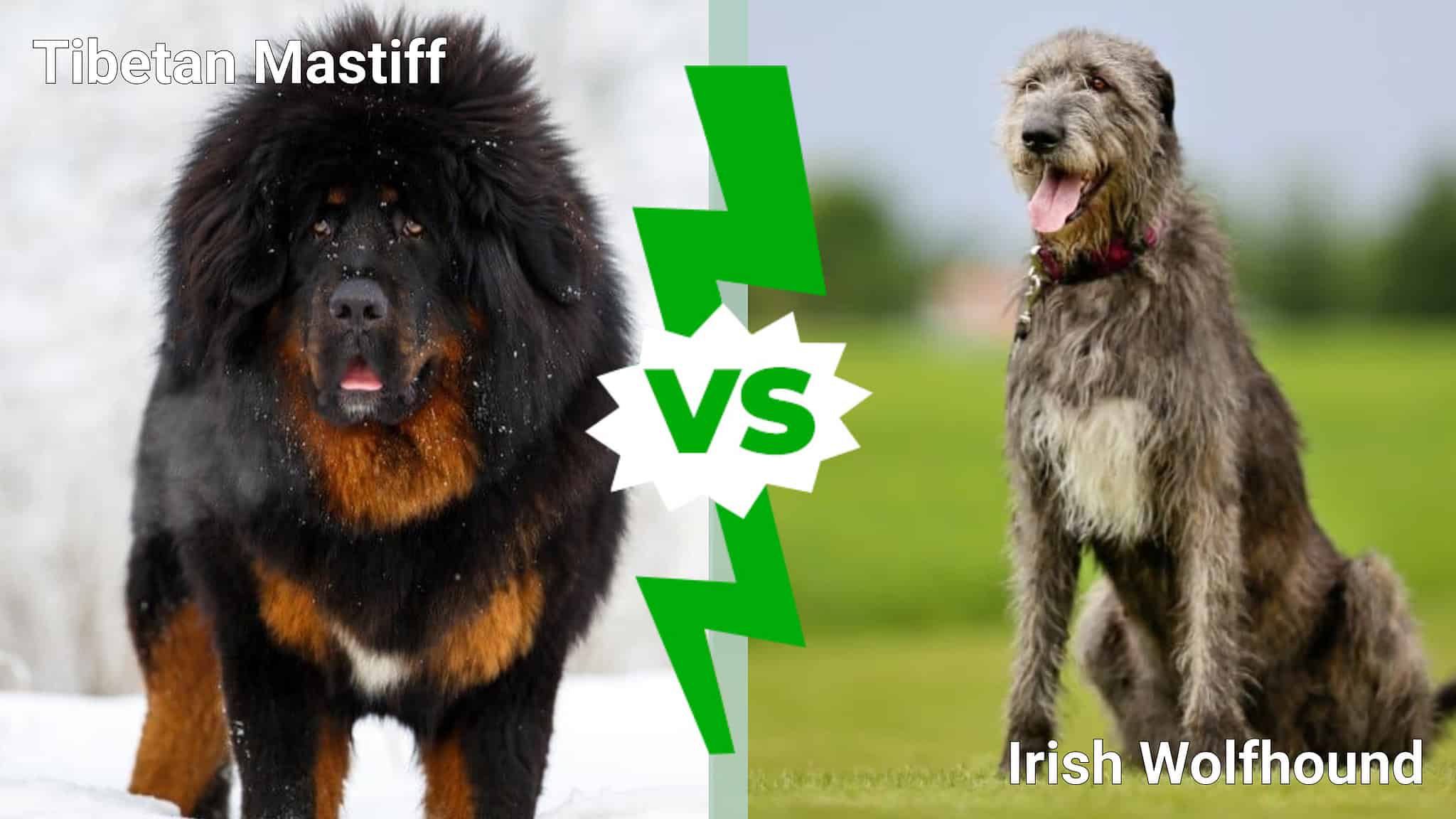 Tibetan Mastiff vs. Irish Wolfhound: 4 Key Differences Explained - A-Z ...