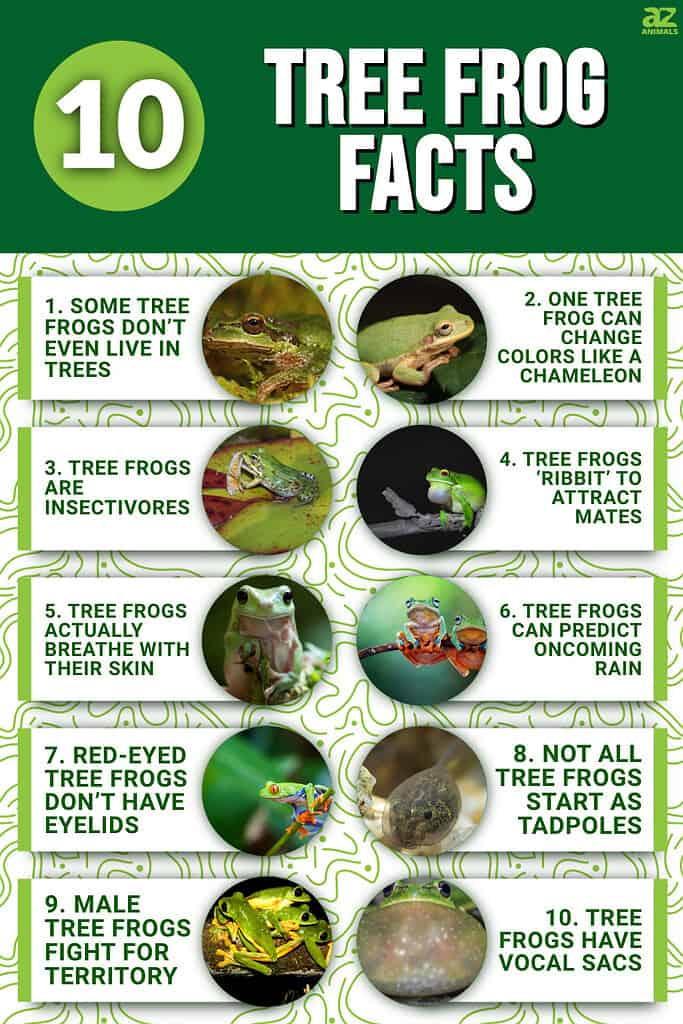 10 Tree Frog Facts