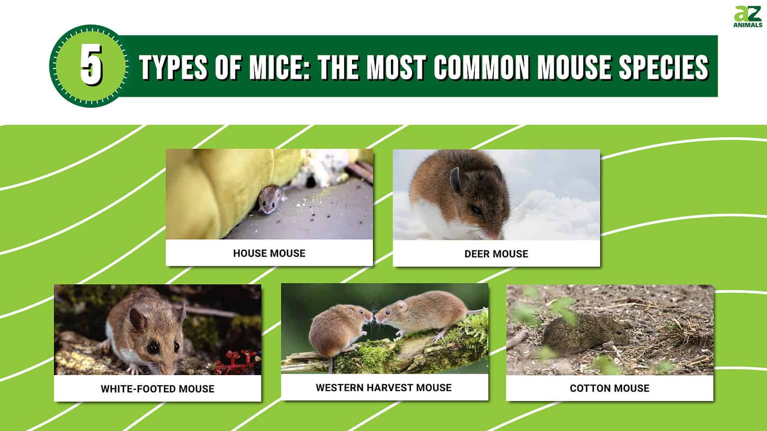 Types Of Mice: The 5 Most Common Mouse Species - A-Z Animals