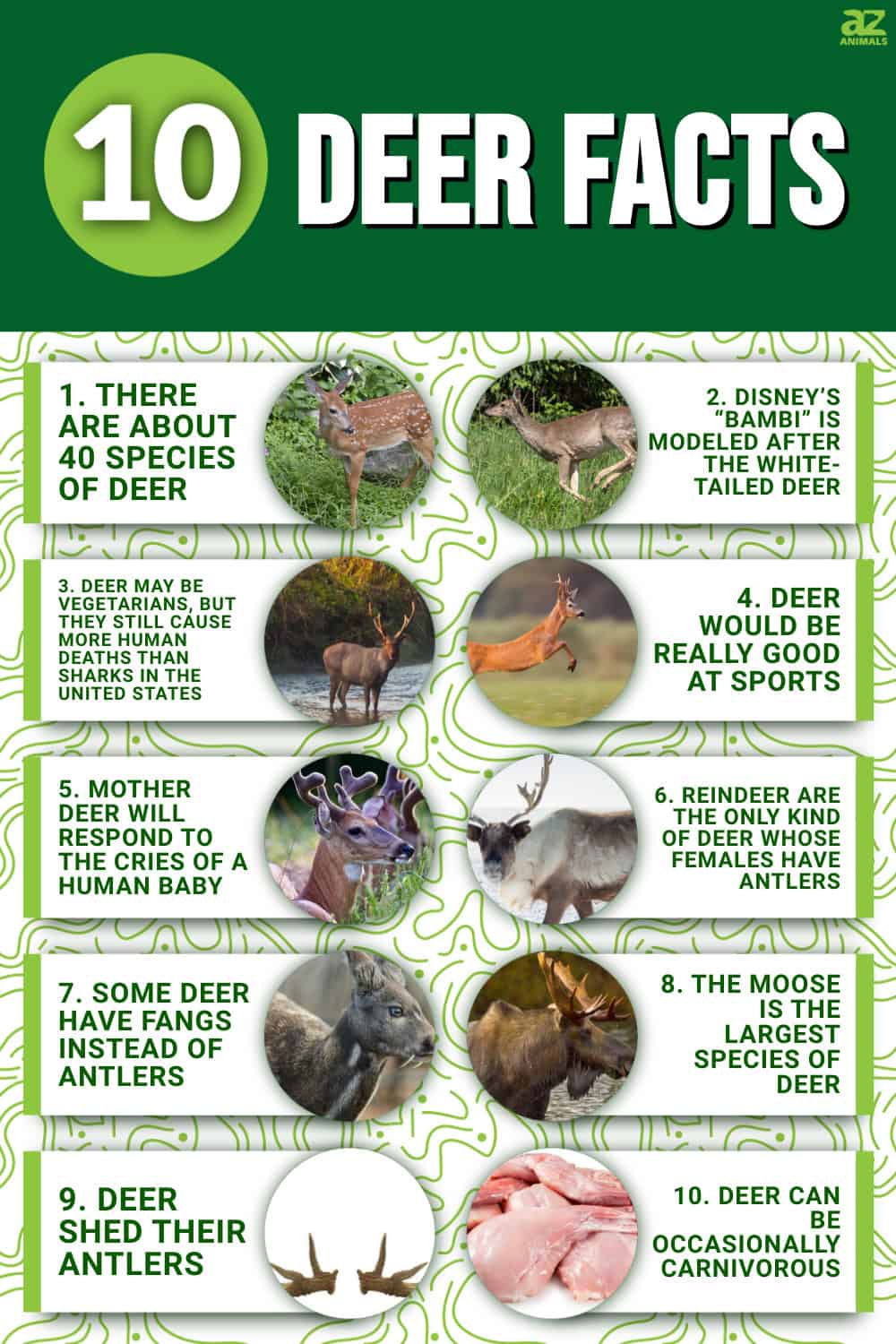 10 Incredible Deer Facts - A-Z Animals
