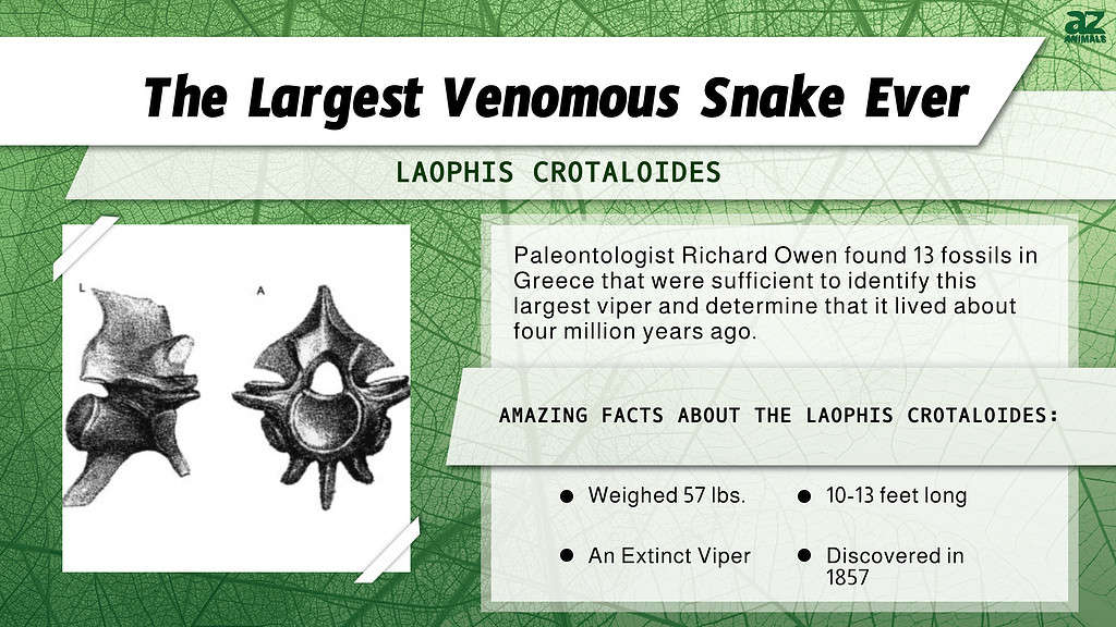 "Largest" infographic for the largest venomous snake ever, the extinct Laophis crotaloides.