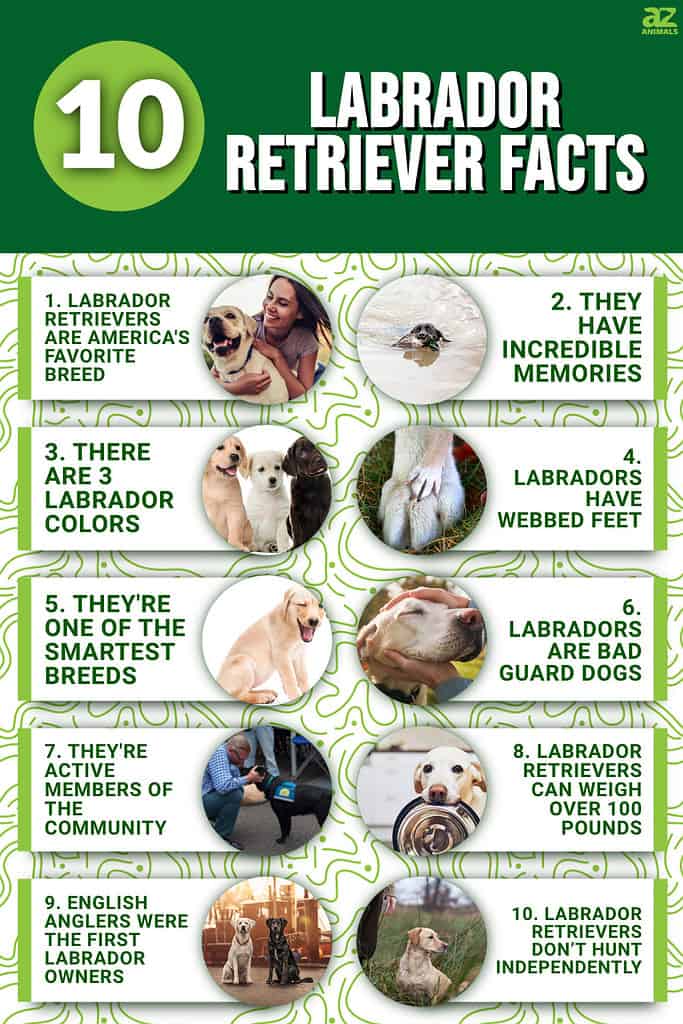 10 Labrador Retriever Facts