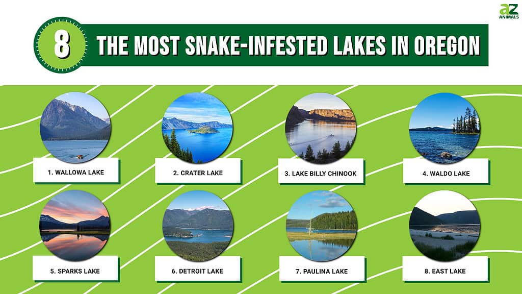8 Most Snake-Infested Lakes in Oregon