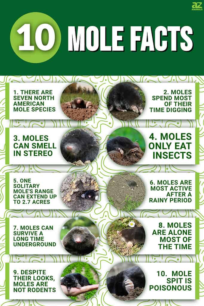 10 Mole Facts