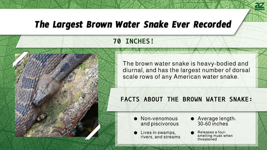 "Largest" infographic for the largest brown water snake ever recorded.