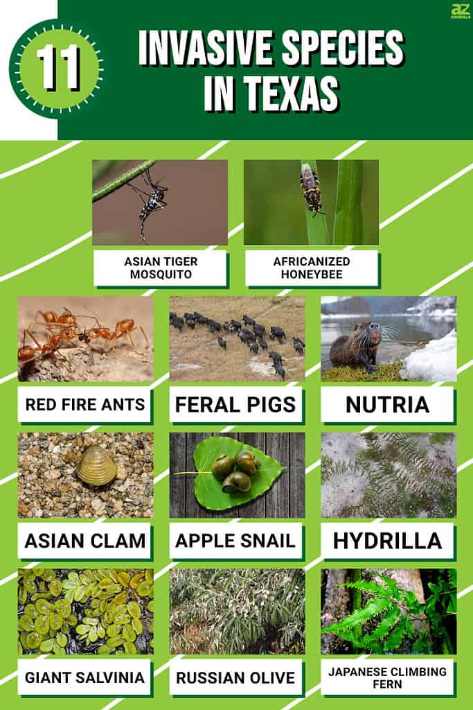 Infographic for 11 Invasive Species Roaming Free in Texas